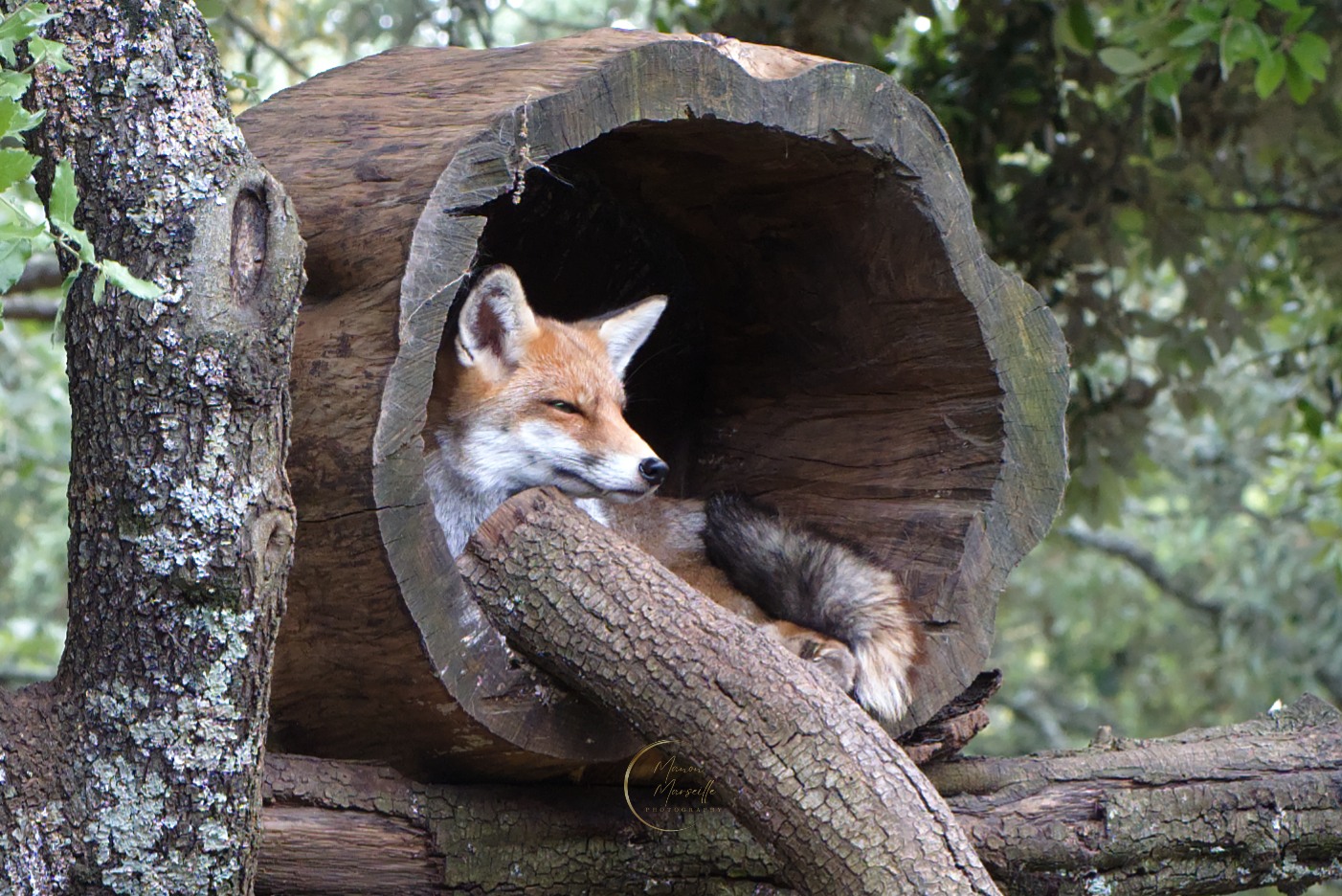 J'ai passé une nuit dans un endroit incroyable @lerefuge_domaineeiwah ! 🦊

J'en ai évidemment profiter pour faire des p