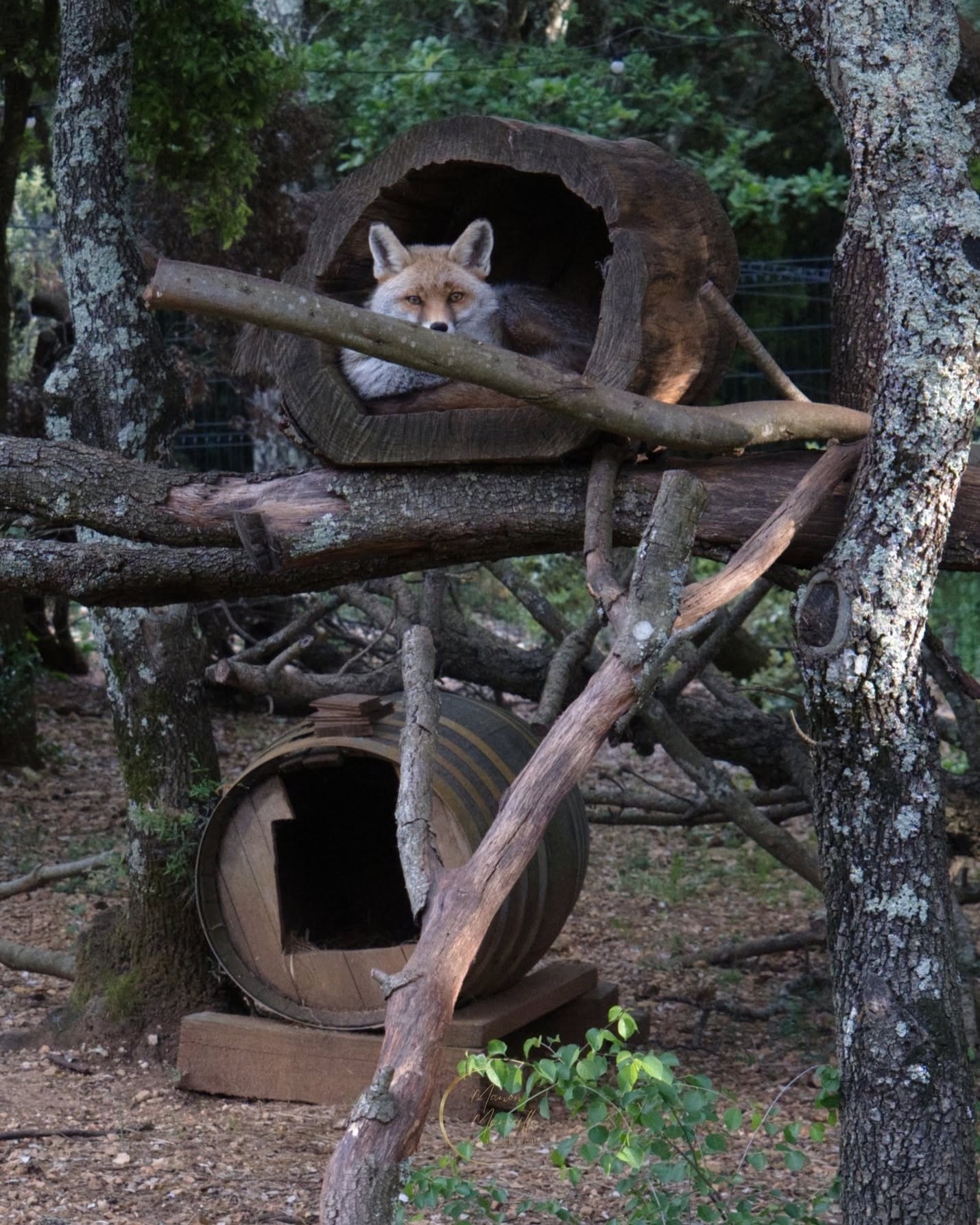 Alerte mignonnerie !

Je ne résiste pas, je vous partage encore quelques photos des renards de @lerefuge_domaineeiwah !
