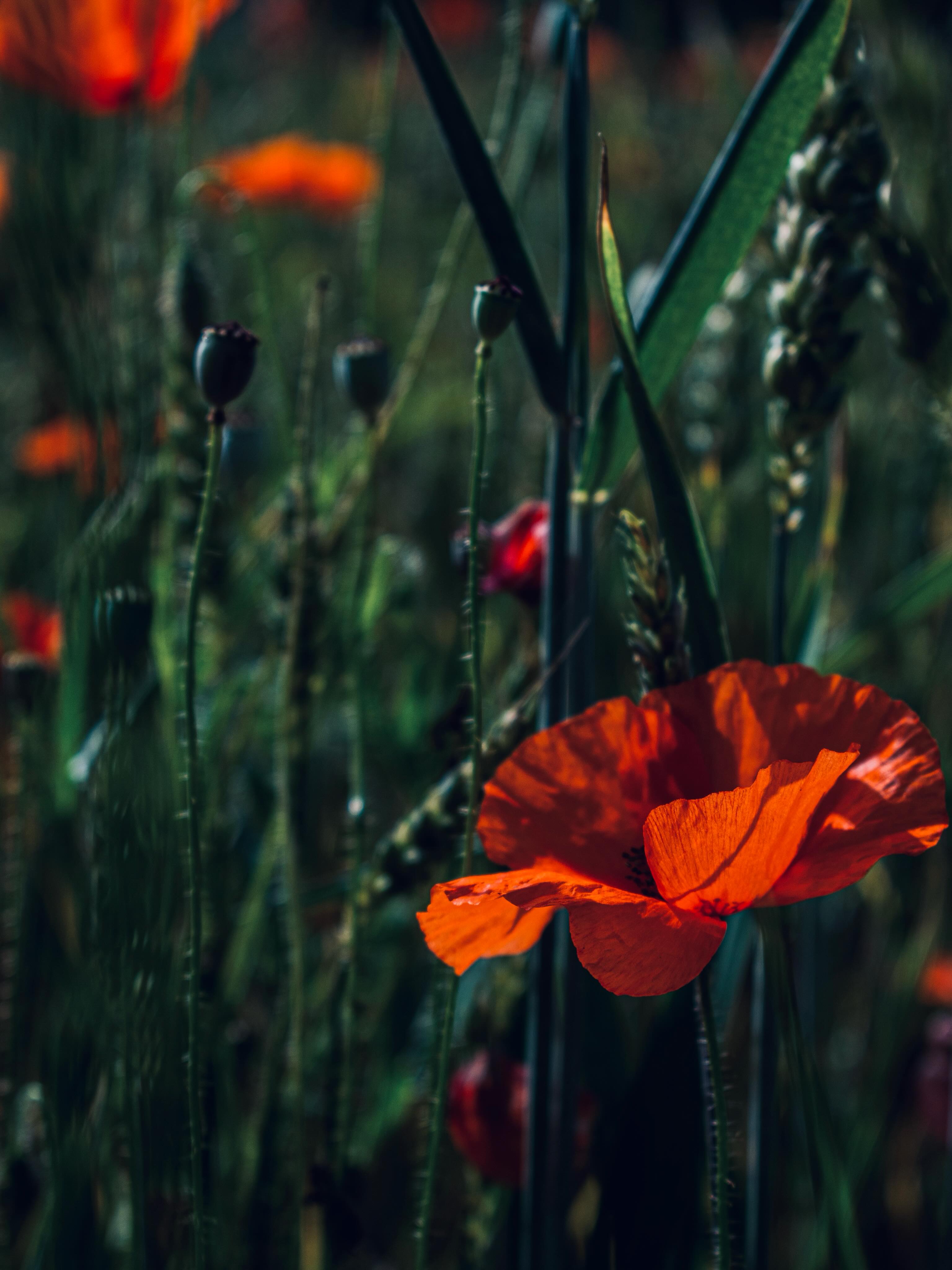 Là où le regard s’attarde ~
Dans les herbes hautes, le regard accroche d’abord la couleur… puis il se perd dans les dé