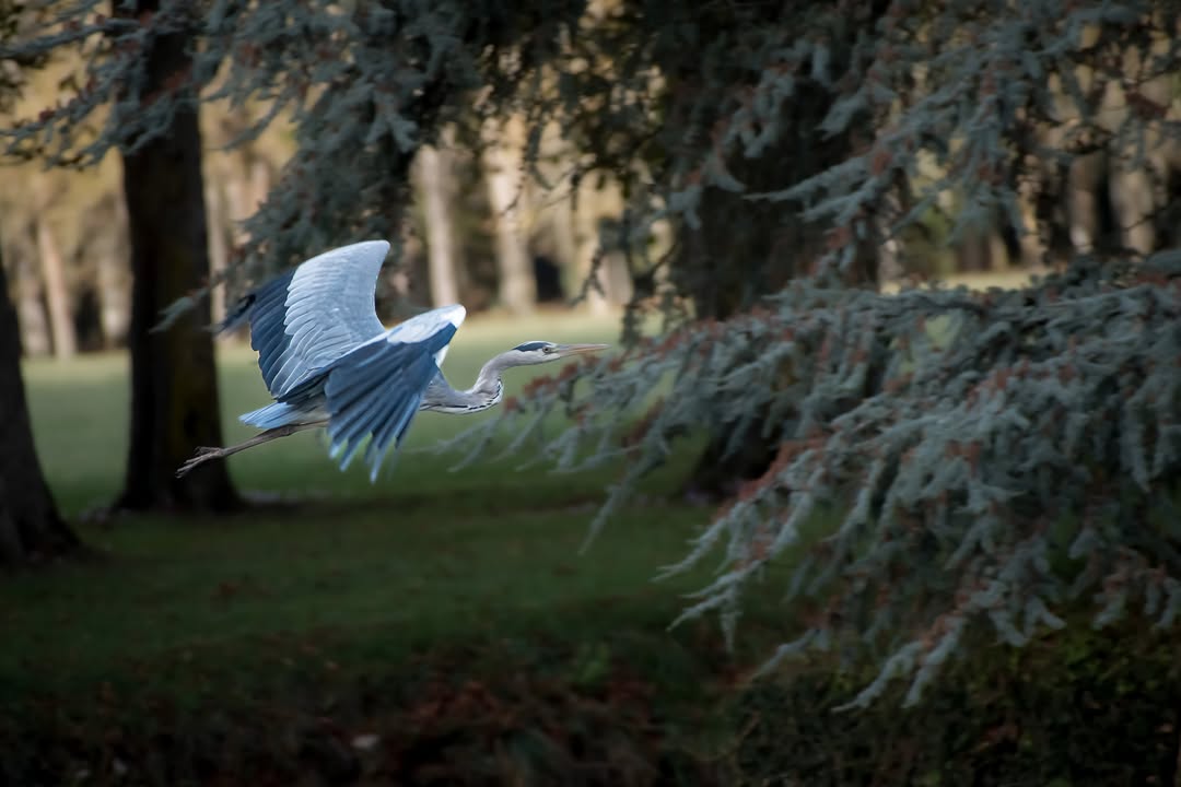 L’élégance d’un instant sauvage 🍃📸

Il y a des instants qu’on ne peut pas prévoir. Seulement espérer rencontrer.

J’ét