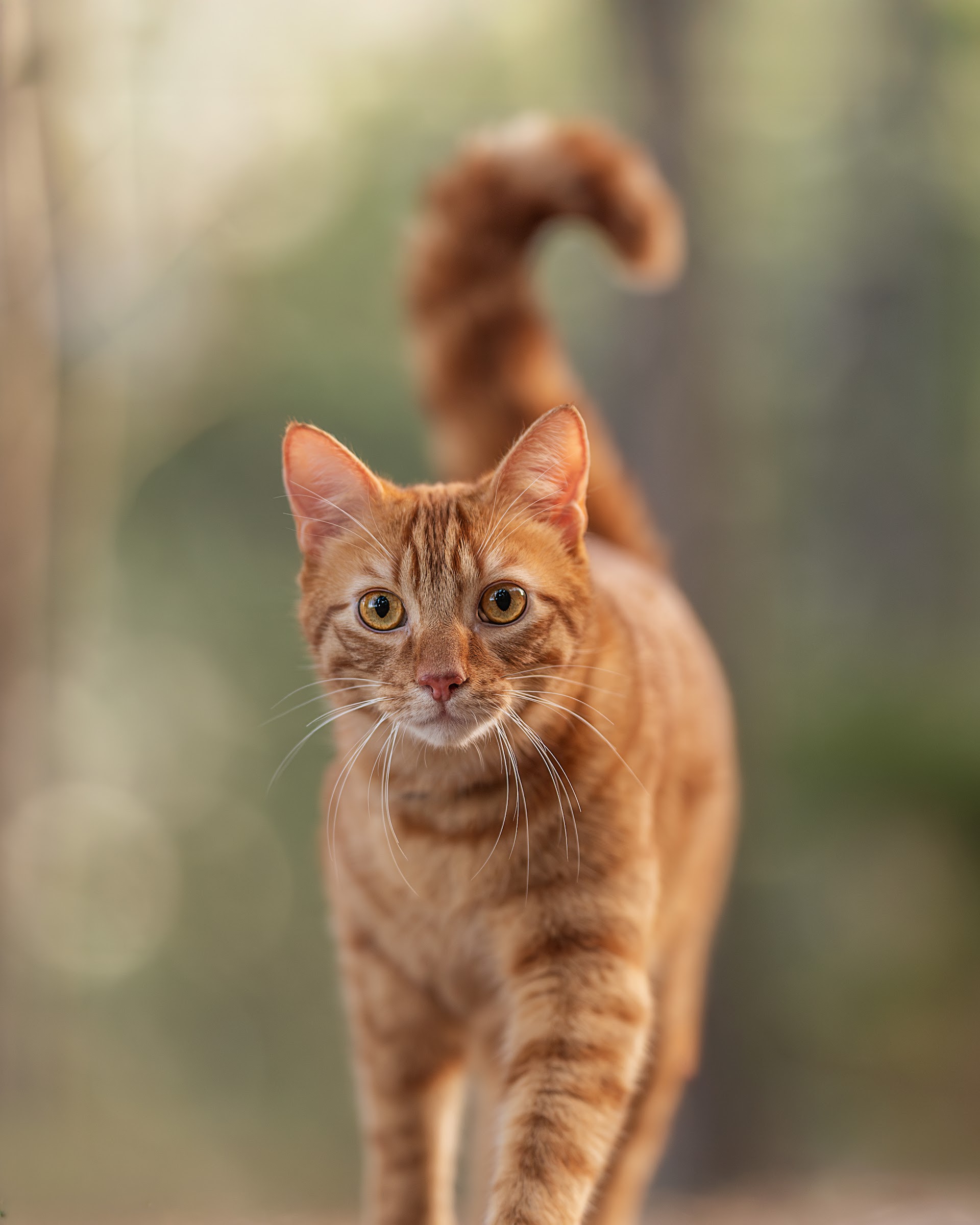 Meï Speybrouck photographie - LifestyleFamilleAnimalier — portfolio 4