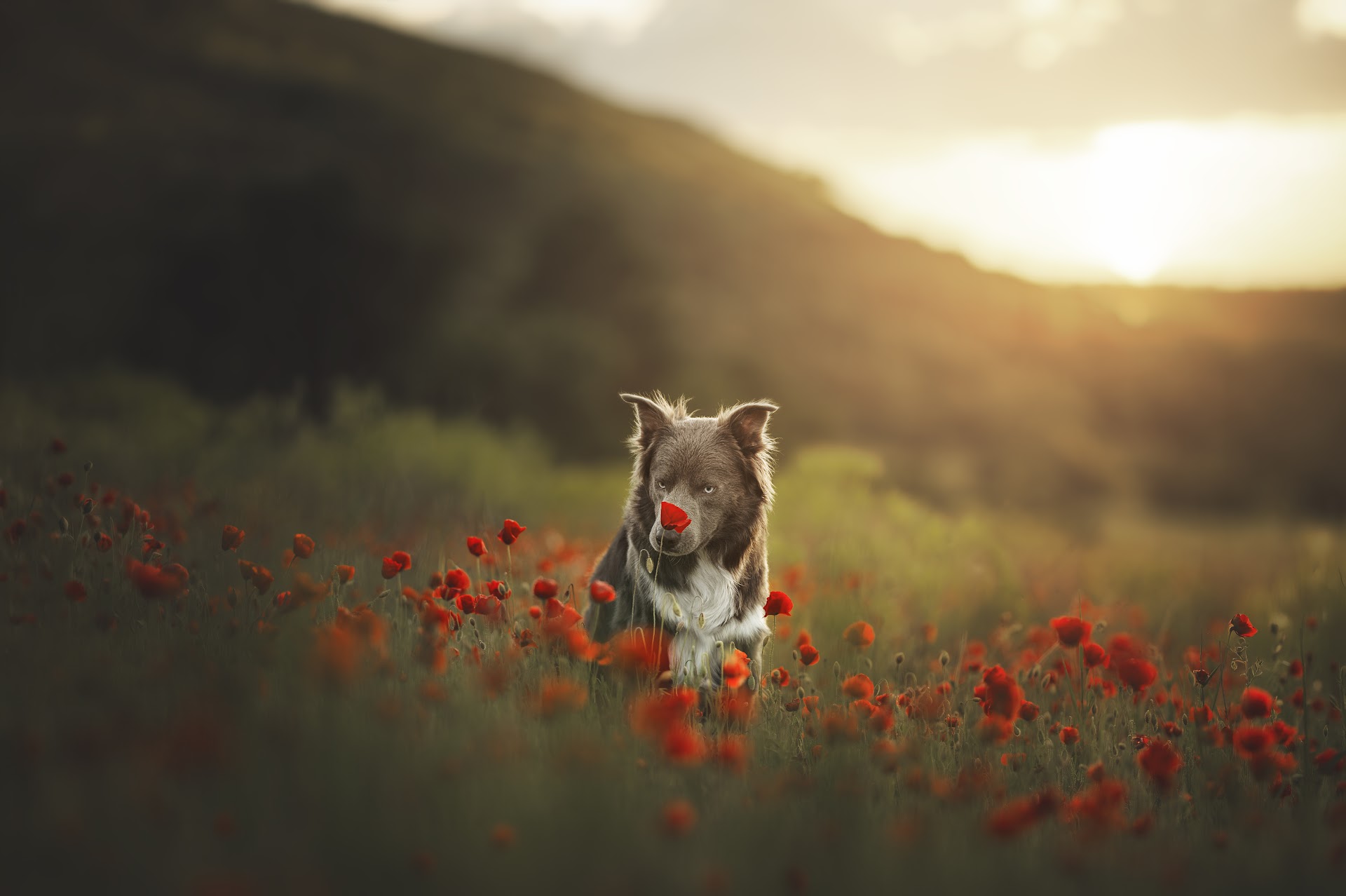 Meï Speybrouck photographie - LifestyleFamilleAnimalier — portfolio 2