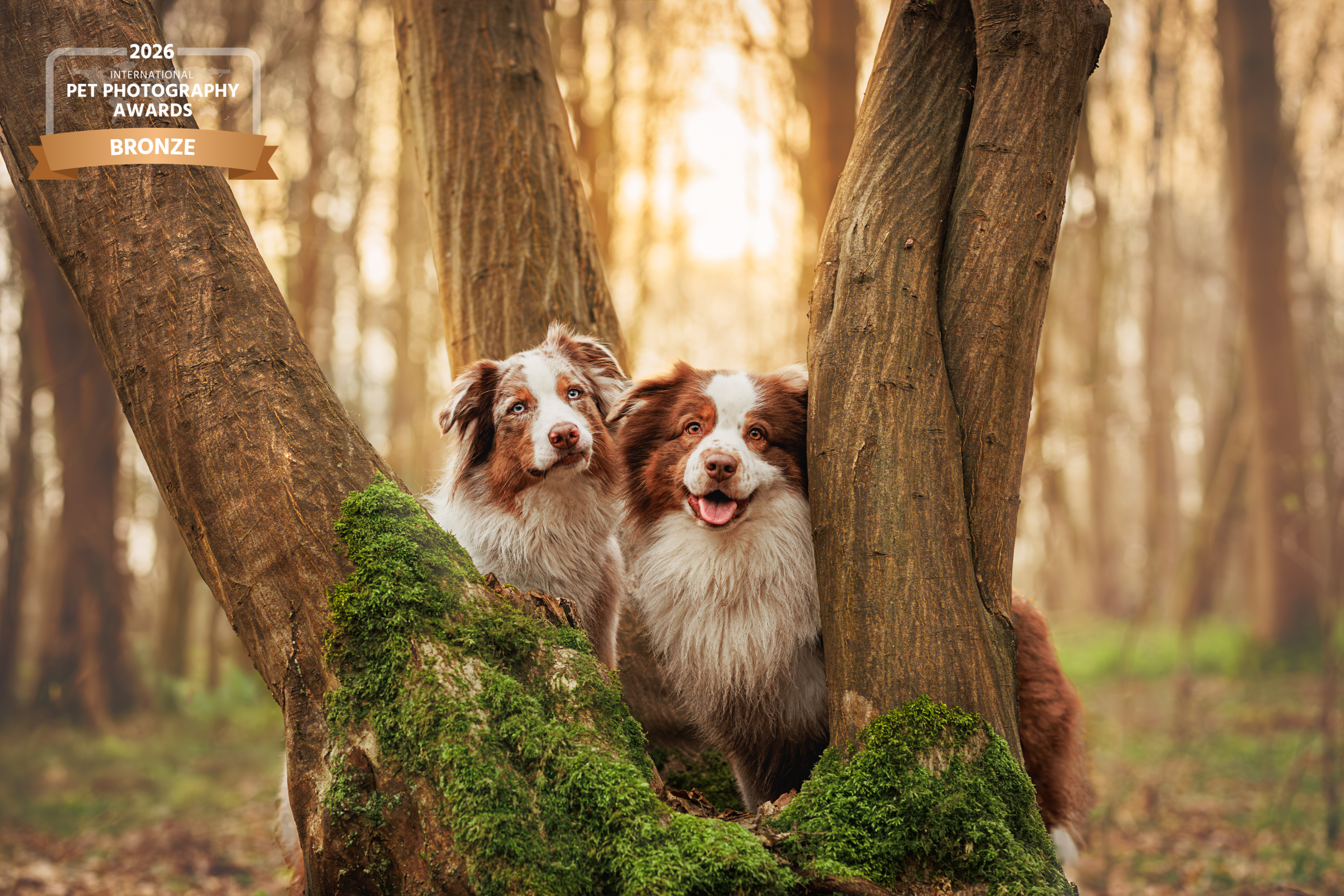 Déclics au poil, photographe canin, félin, équin, et autres animaux domestiques. — portfolio 5