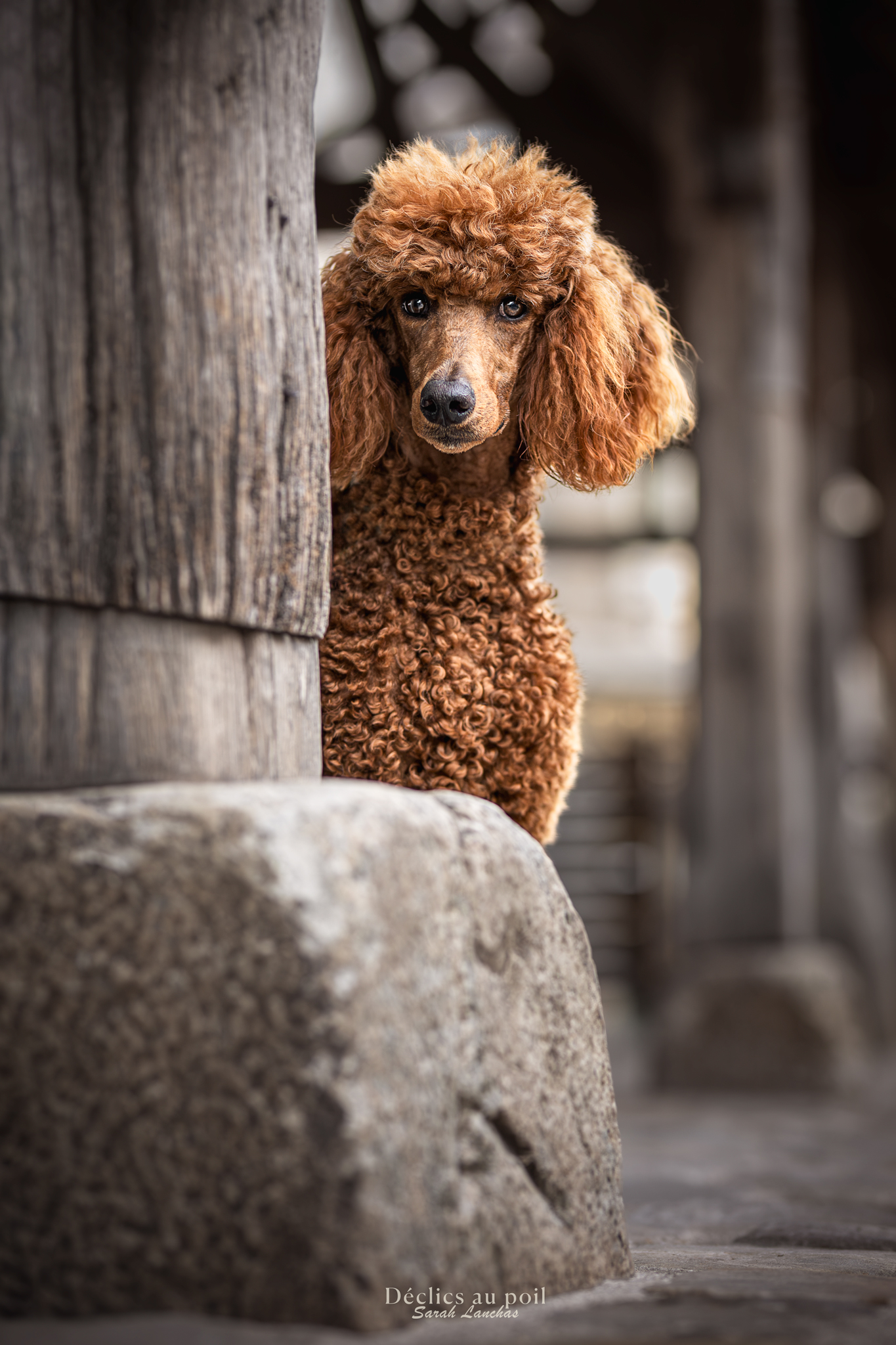 Déclics au poil, photographe canin, félin, équin, et autres animaux domestiques. — portfolio 5
