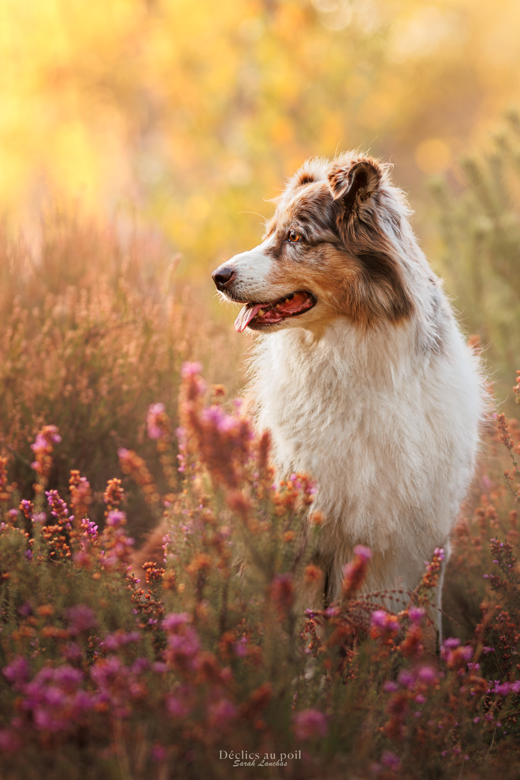Déclics au poil, photographe canin, félin, équin, et autres animaux domestiques. — portfolio 3