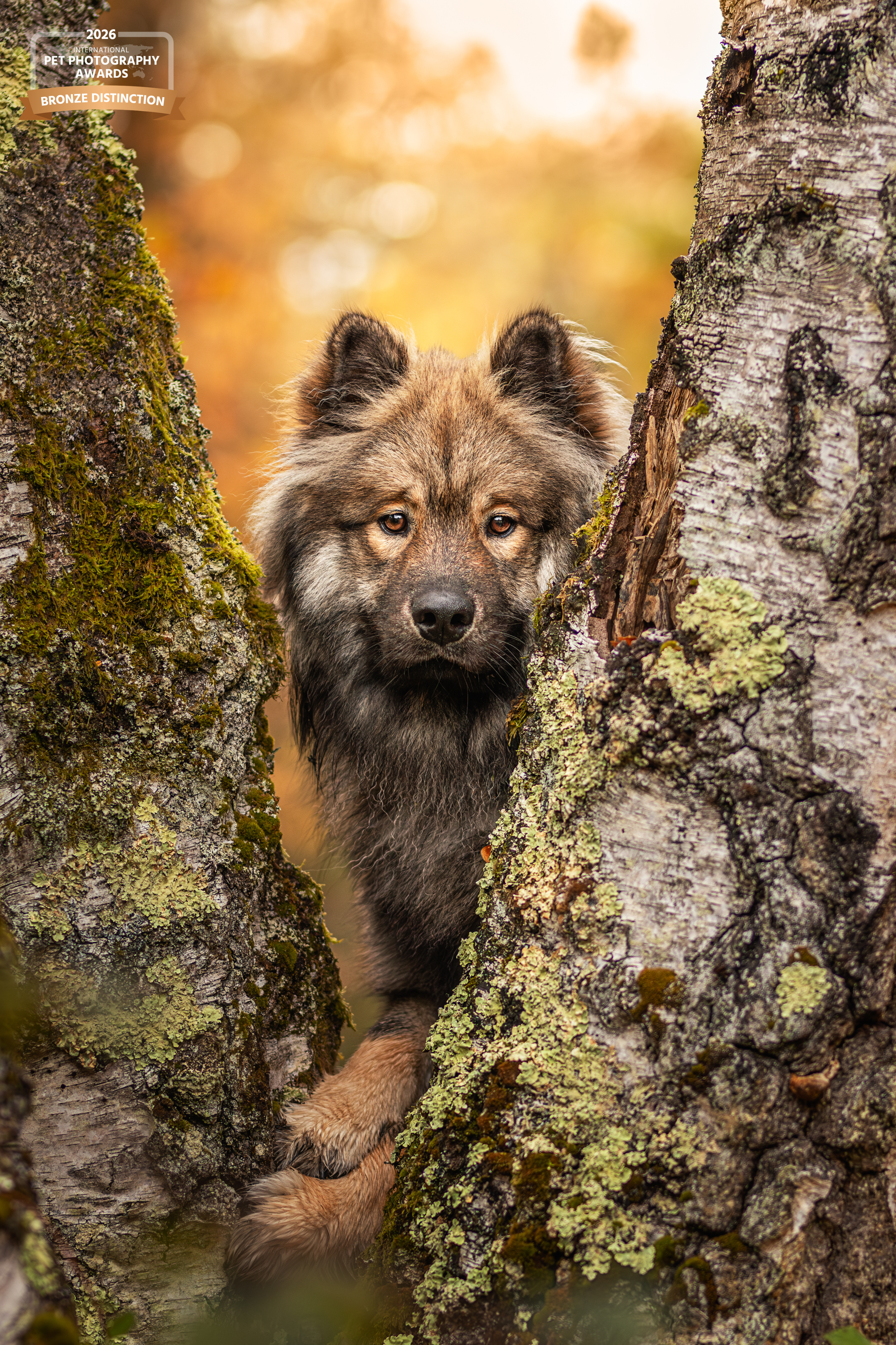 Déclics au poil, photographe canin, félin, équin, et autres animaux domestiques. — portfolio 4