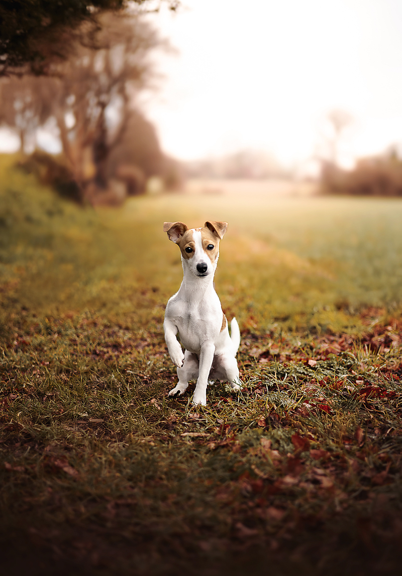 Pascaline LM Photography — Chien