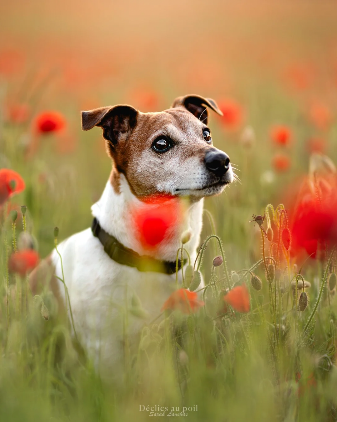 Déclics au poil, photographe canin, félin, équin, et autres animaux domestiques. — portfolio 2