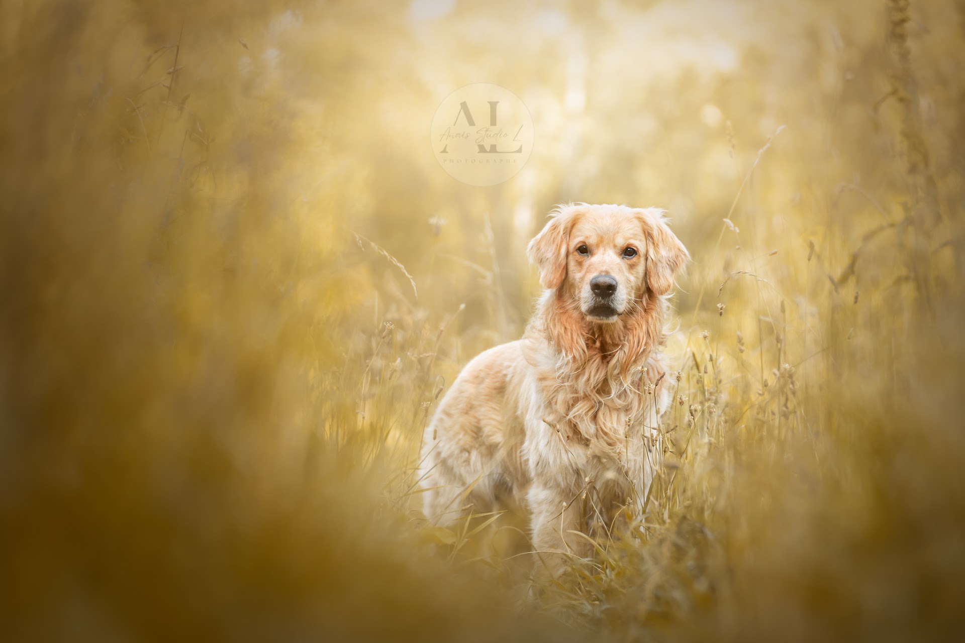 Photographe Auvergne /Anaïs Liberale / Anaïs Studio L' — portfolio 5